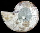 Cut Ammonite Fossil (Half) - Agatized #54351-1